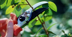 Tree Care services Kingston, ON