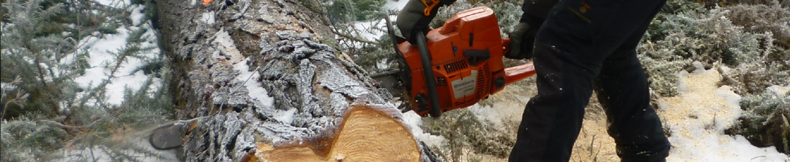 Kingston Tree Cutting