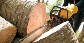 Tree Care services Kingston, ON