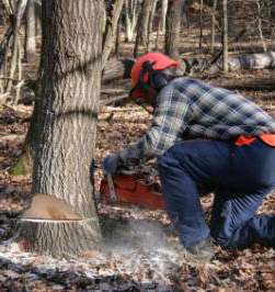 Kingston Tree Cutting