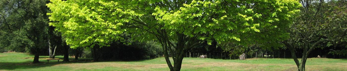 Kingston Tree Care Services