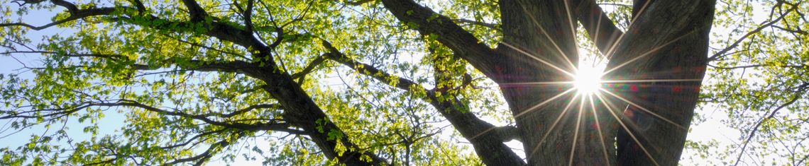 tree removal Kingston