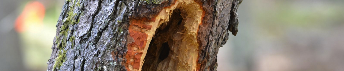 Woodpecker Tree Damage